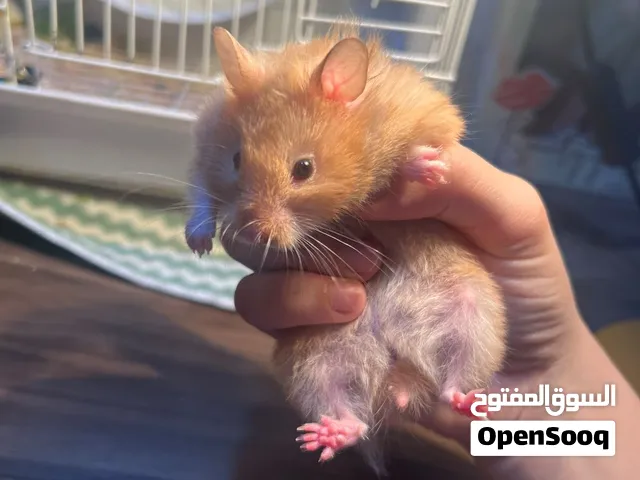 السلام عليكم هامستر للبيع