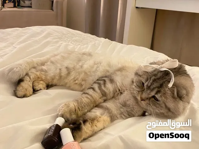 للبيع قطوة سكوتش فولد انثى عمرها سنة ونص على السوم