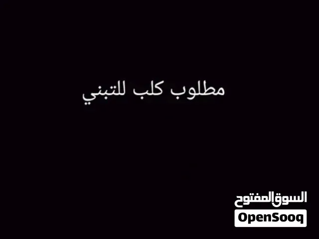 مطلوب جرو او كلب هاسكي للتبني