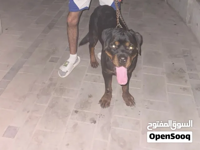 للبيع روت مستوى صعب جامبو ب50