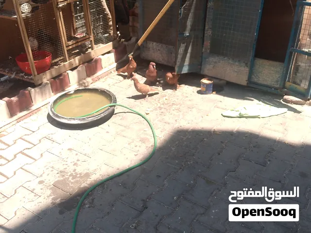 حمام راعب للبيع