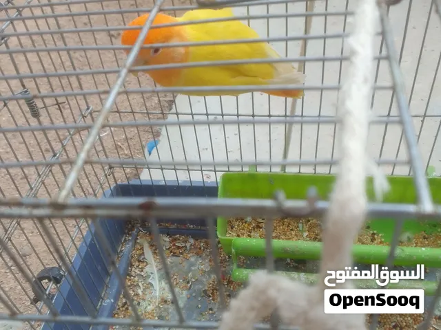 طير روز نبارك الله