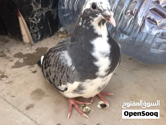 للبيع فرخ زاجل سباق