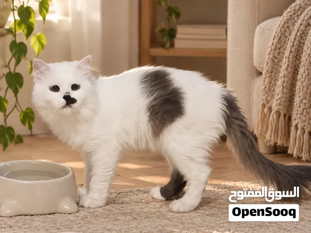 قطه شيرازي