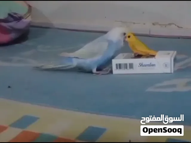 بغبغاء الاسترالي المتكلم
