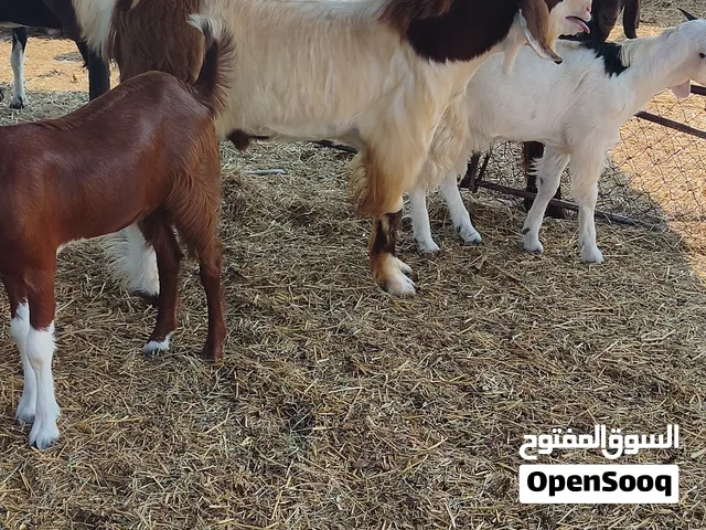 تيس مهجن بكستاني