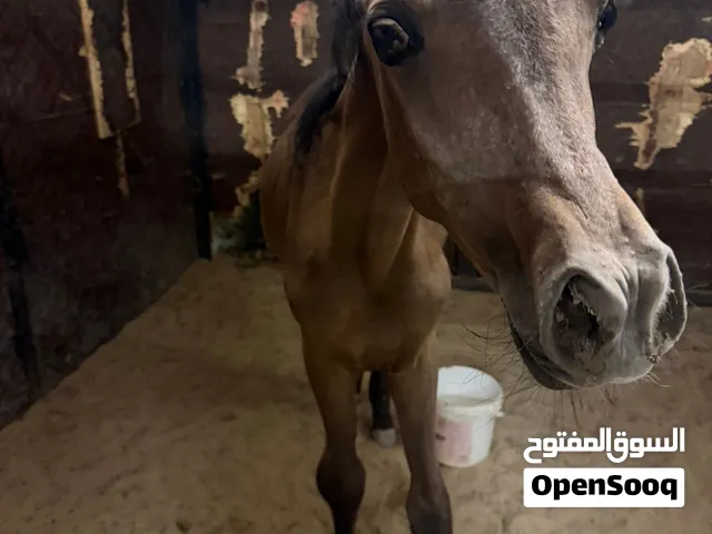 مهر شو عمره 5 شهور عالسوم