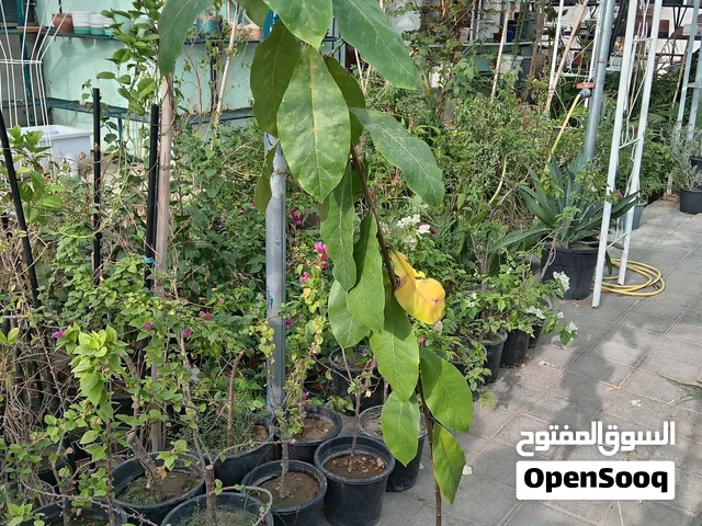 شتلات زراعيه حمضيات واشجار الزينه