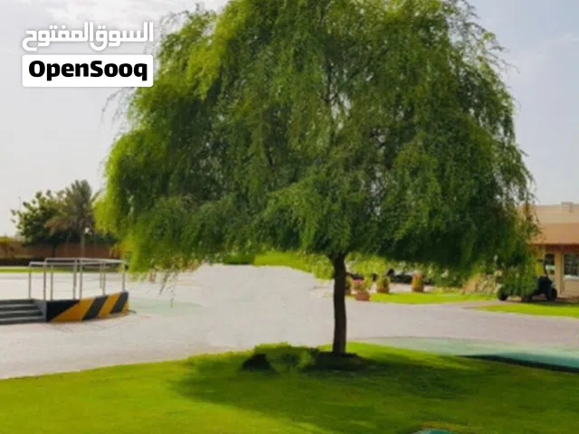 شتلات الغاف