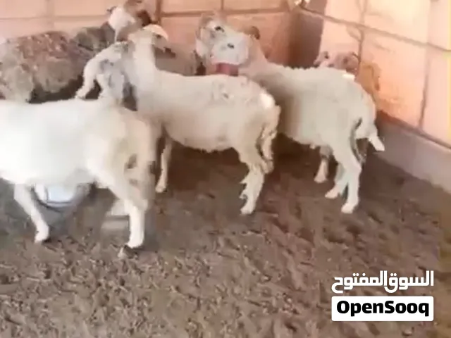 حلال للبيع