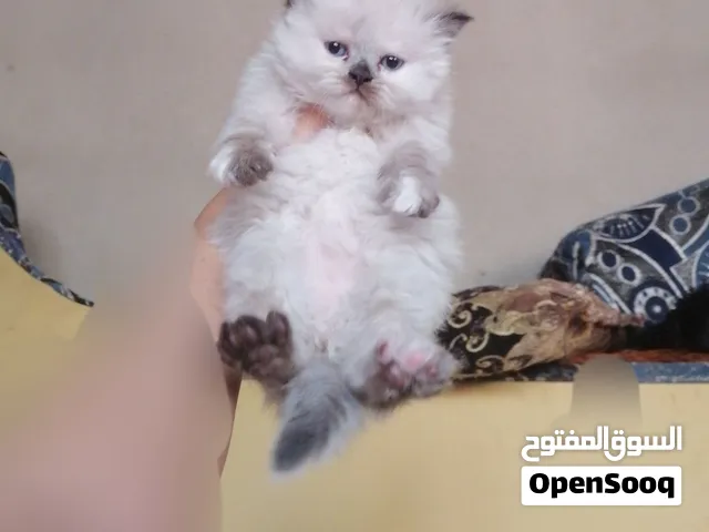 قطط هيمالايا تشوكليت بلو واورنج بلو آيز عمر 34 يوم نظيفين وأليفين وصحة ممتازه