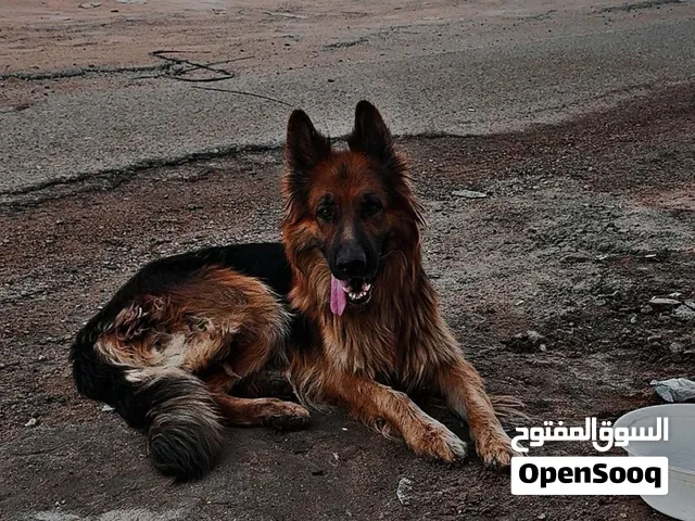 كلاب جيرمن