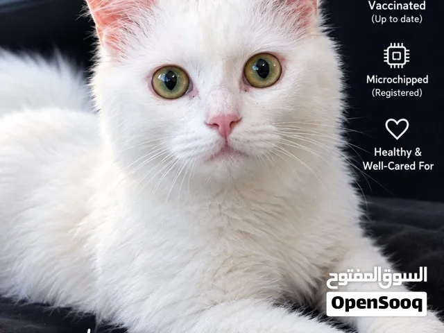 White cat for sale 2000 AED. Negotiable.