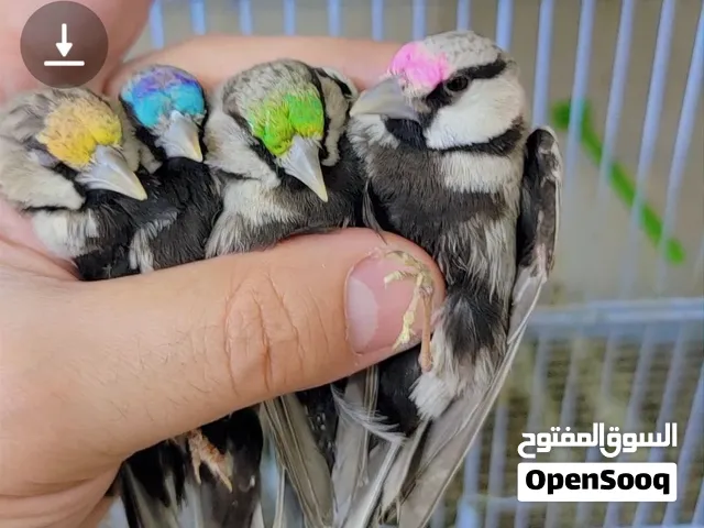 متاح مطير كامل طيور المهرج بسعر مناسب جدن