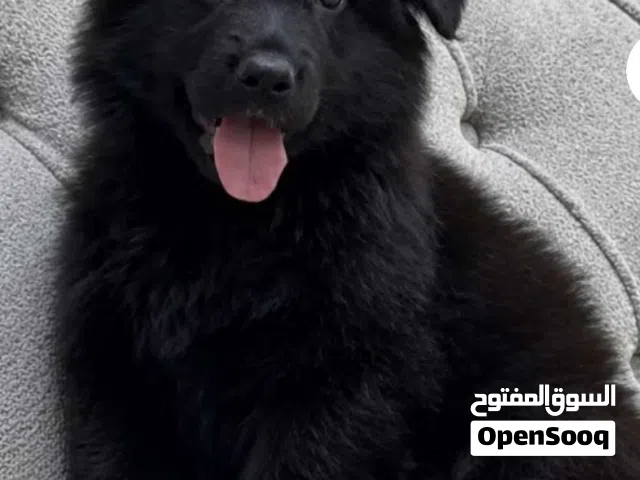 جيرمن بلاك عمر 45يوم