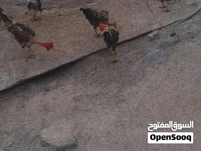 ديوجه عرب ابيعهن شلعه انطيني بيهن سعر واخذهن