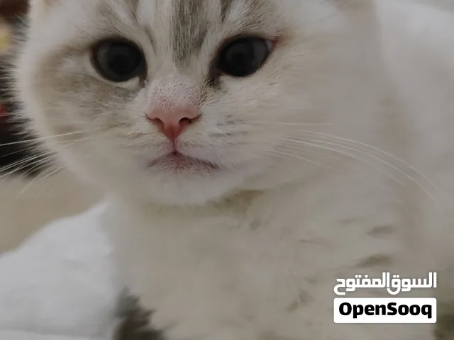 قط شيرازي عيون سماوي لون ابيض 500 AED