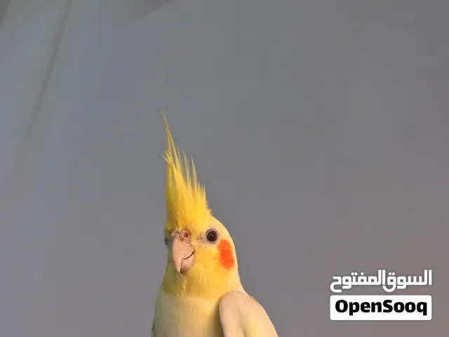 كوكتيل لاتينو ذكر اليف  تفاصيل اكثر شوف الوصف
