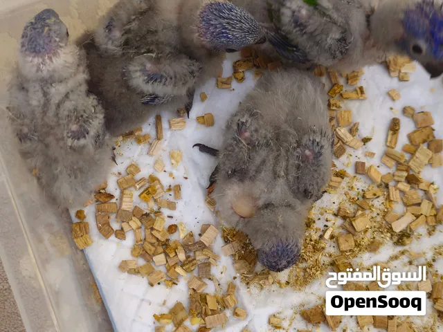 افراخ ريمبو عدد /4