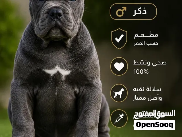 جراء كاني كورسو أصلية 100%  متوفر الآن جراء كاني كورسو إيطالية أصيلة من سلالة نقية، بأصول ممتازة