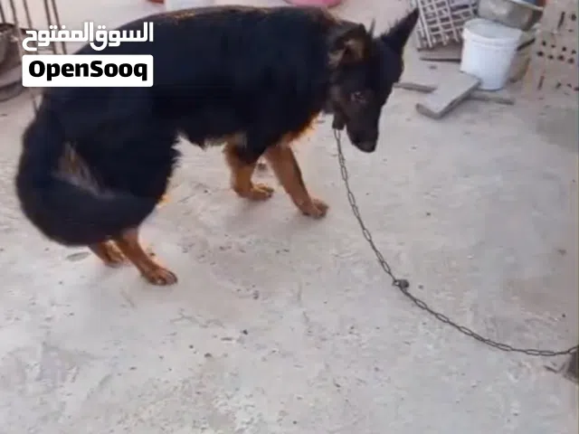 كلب جيرمن بيور تقليب عالي اوي خمس شهور