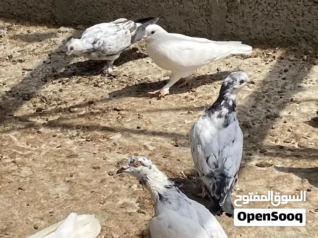 للبيع حقم بريال الحبه