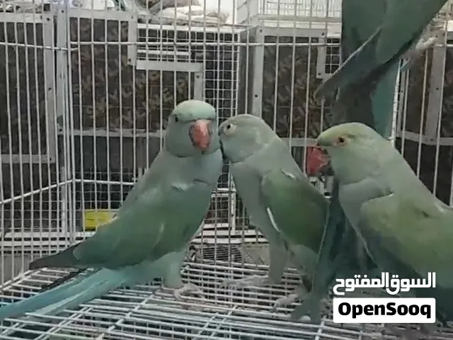 للبيع أو للبدل ازوج درة تركوازي منتجات