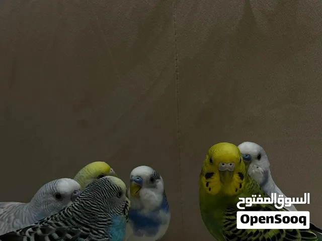 بادجي ألوان جميله أليفه جدا ماتعرض تنفع للأطفال الوصف تحت