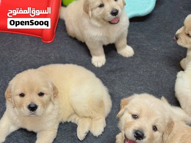 Golden Retriever puppies