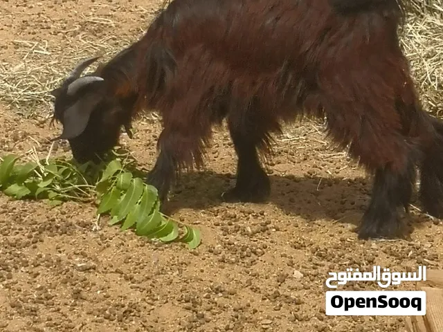 يوجد لدينا أغنام للبيع حملة لتربية او لذبح سمين فول للتربيه ممتاز