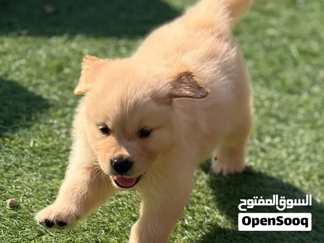 Golden Retriever Puppy
