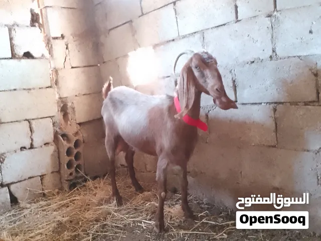 عنزين سن ريشة الحبه قطعه عاليه هادات الهن اكثر من شهر