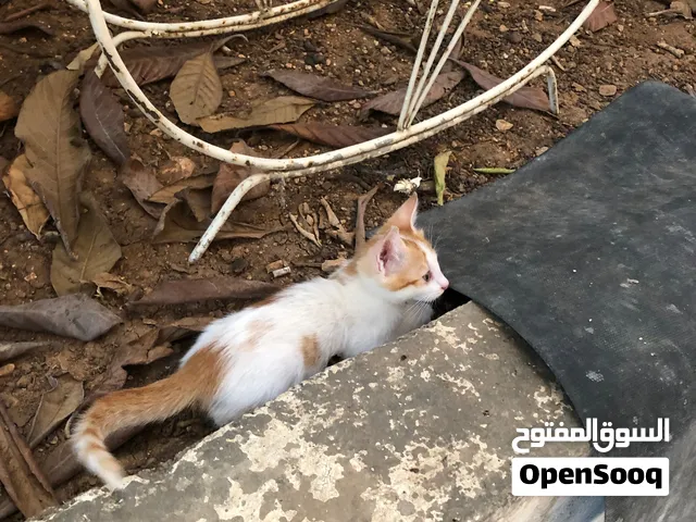 3قطط لبيع 1000شيكل اشي مرتب