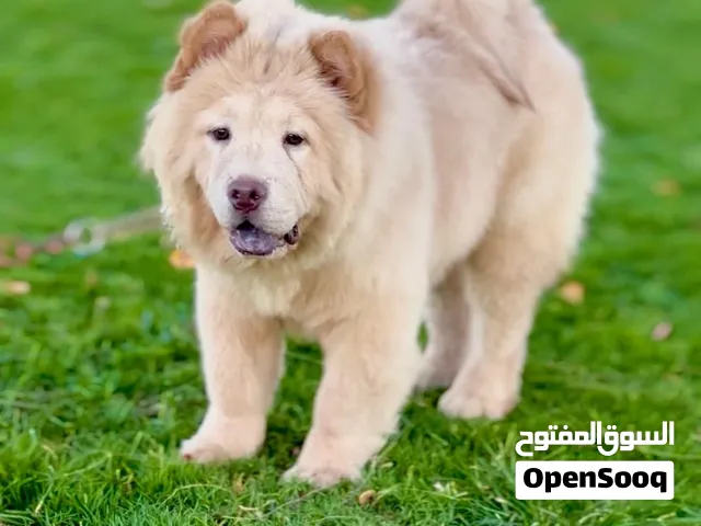 اجمل جرو تشاو تشاو