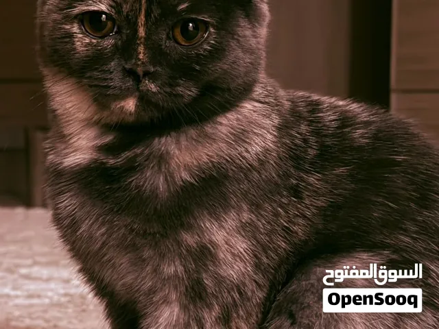 قطة أمريكان شورت هير