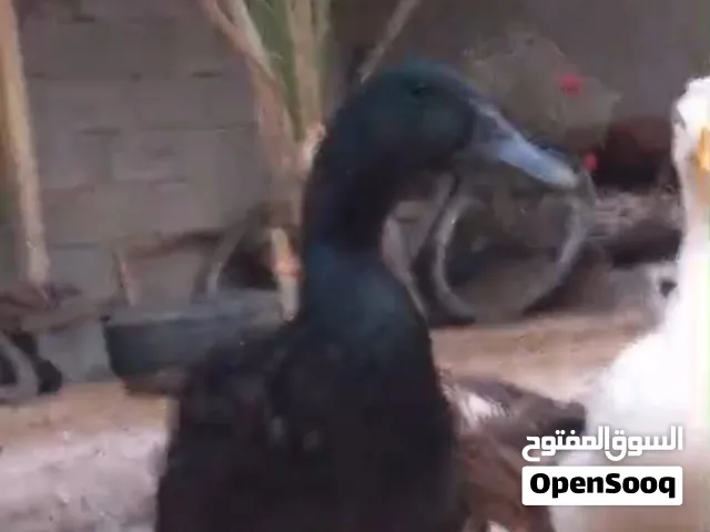 فحل خضيري اسود و ملون