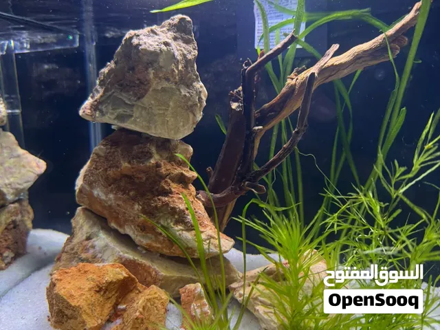 Planted Nano Aquariums