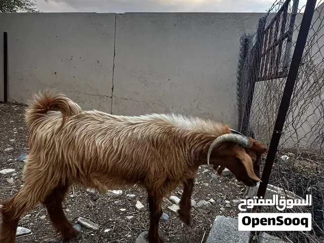 تيس جامودي اصل سمين