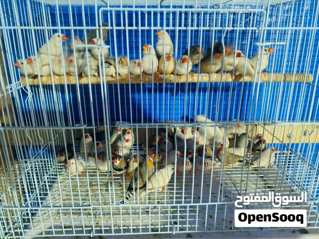 فناجس تبزير عواقي