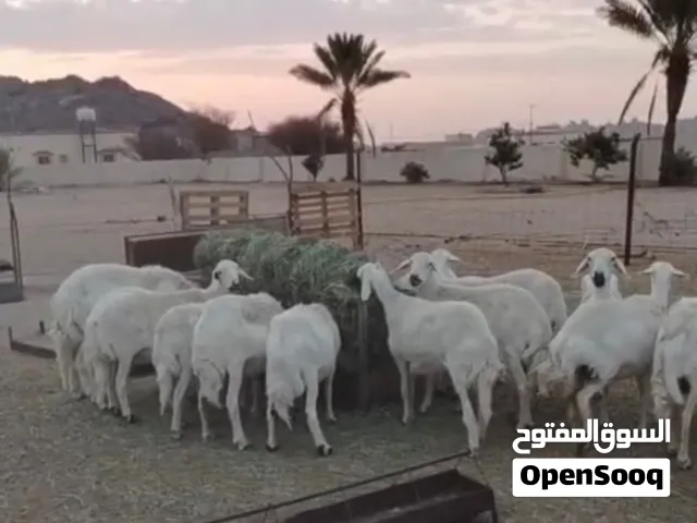 افلح من ذكر الله عندي ضان حرش من غنم شهران العريضة