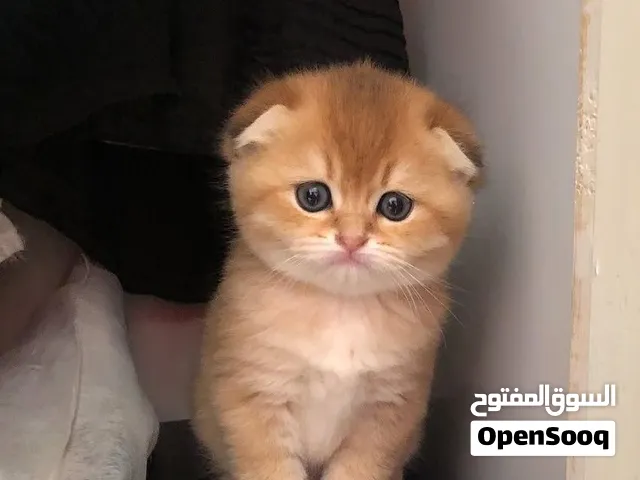 Scottish fold golden ny12