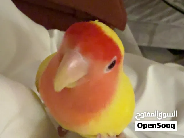 للبيع ذكر روز عمره 8 شهور شبه ربوه ومافيه اي شي الحجم صغير