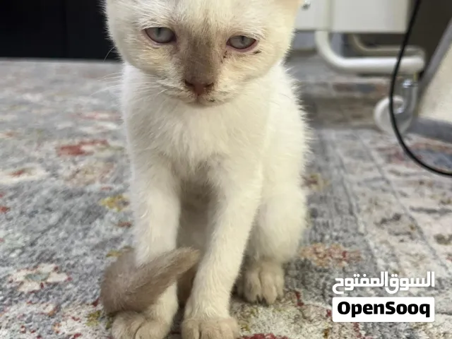 Scootish cat white very friendly