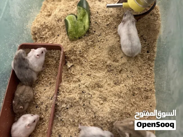 هامستر روسي