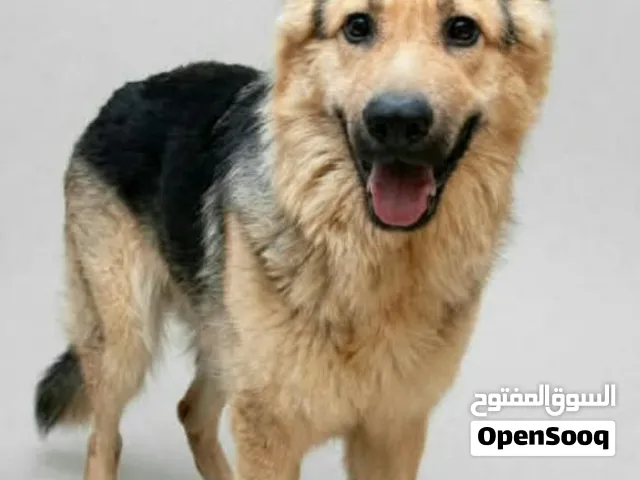 كلب جيرمن حلاو وعمره زيغير
