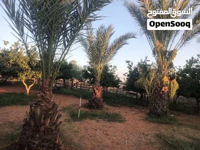 نخل جميع الانواع اقرا الوصف