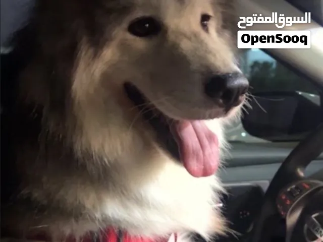 هاسكي ذكر للتزواج