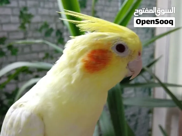 ذكر كوكتيل أليف جدا