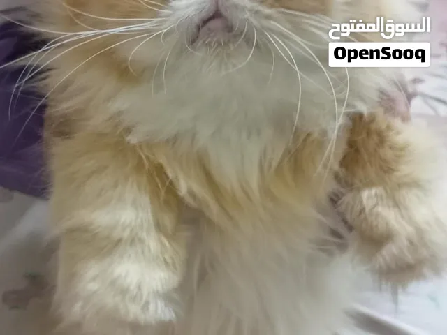 للتبني برسوم اقرأ الوصف قبل لا تراسلني