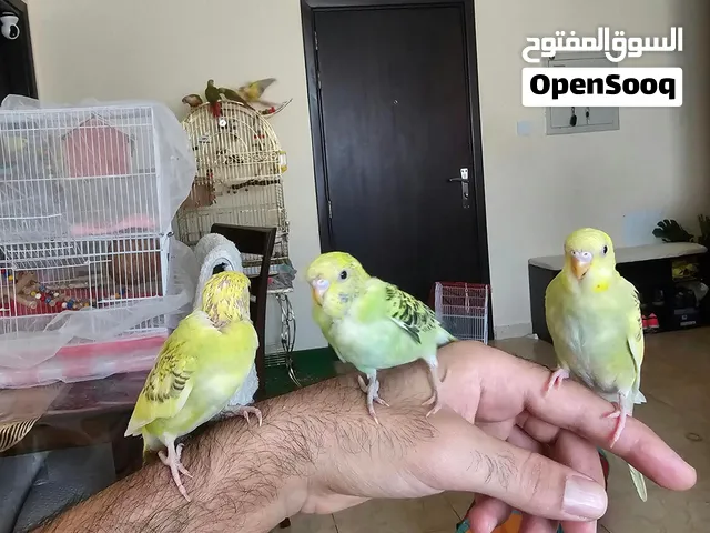 كوم طيور بادجي مروضة اليفة ودودة ومنتجة مع قفص كبير شامل الاكسسوارات